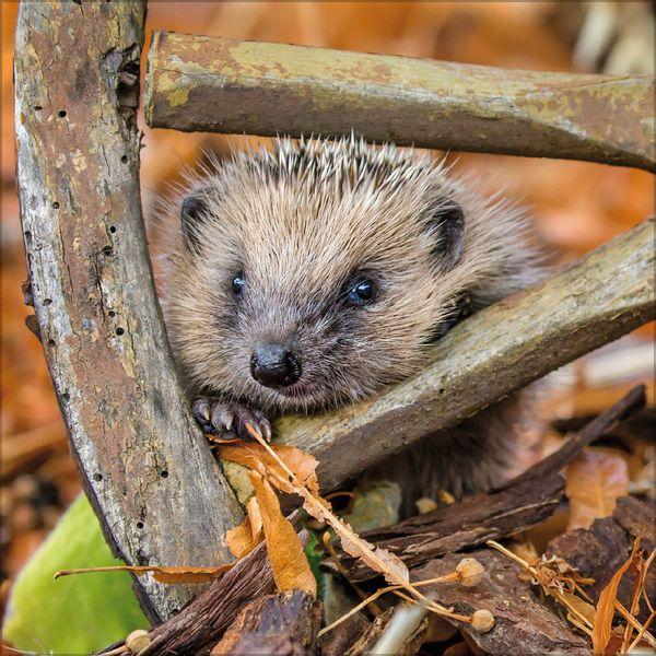 Beispielinhalt (Bild) Igel 2027