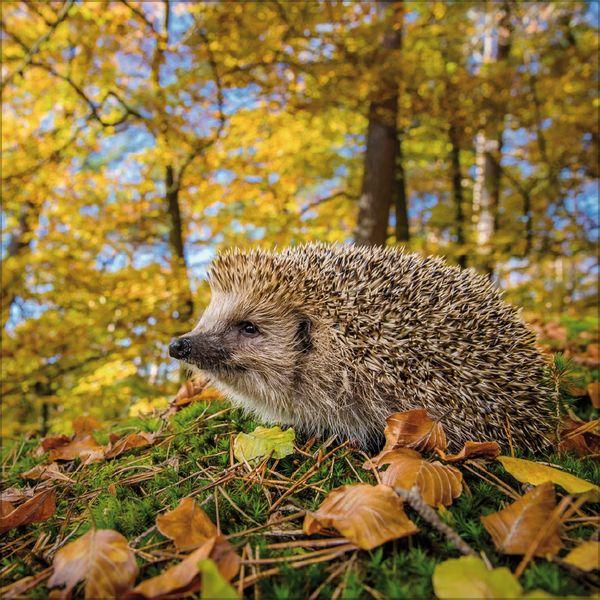 Beispielinhalt (Bild) Igel 2027