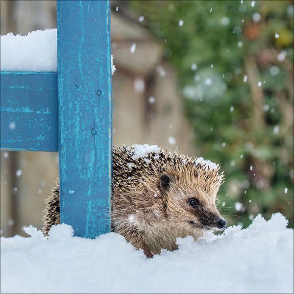Beispielinhalt (Bild) Igel 2027
