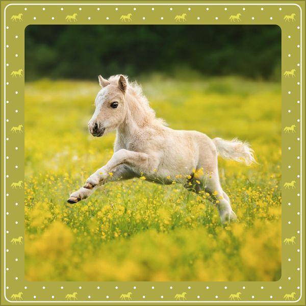 Beispielinhalt (Bild) Pferdekalender 2027