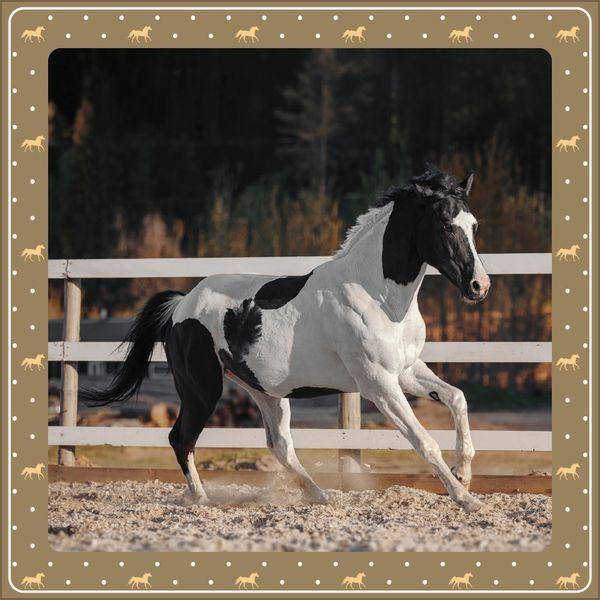 Beispielinhalt (Bild) Pferdekalender 2027