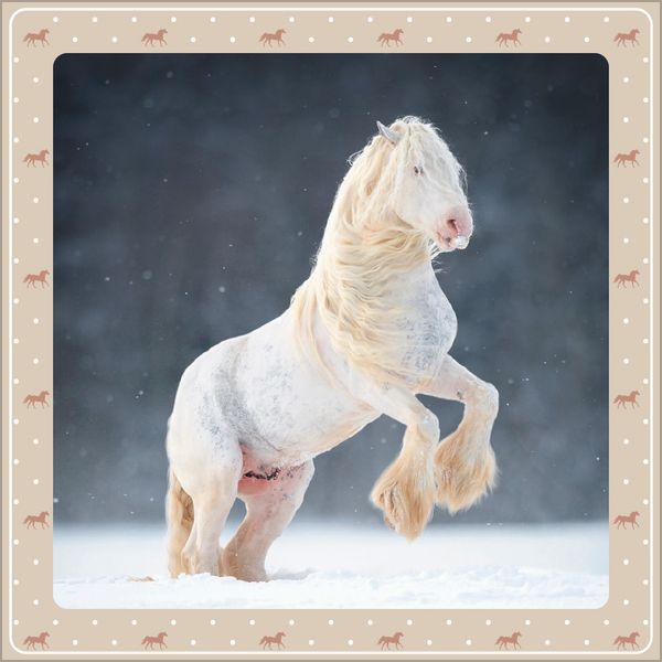 Beispielinhalt (Bild) Pferdekalender 2027