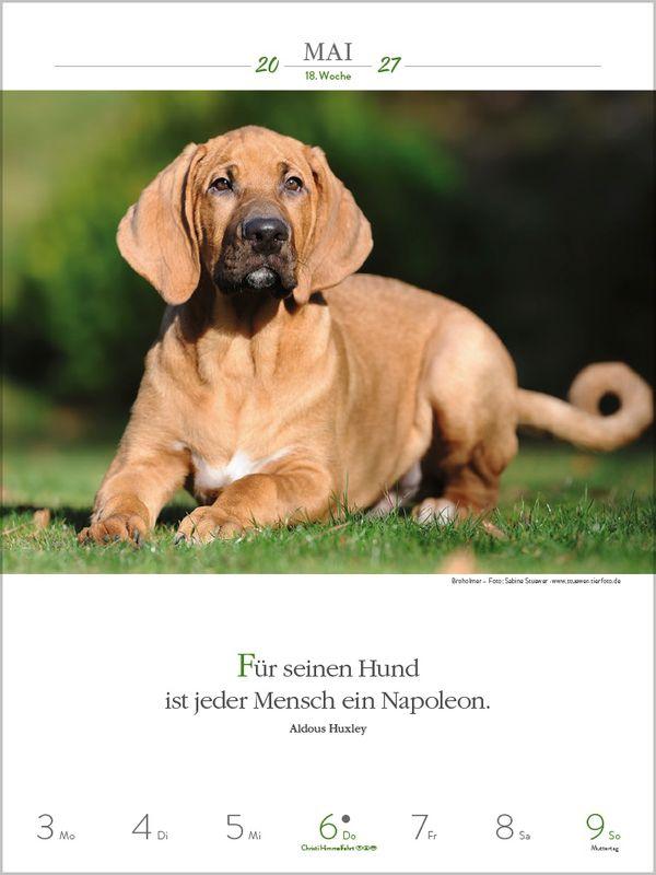 Beispielinhalt (Bild) Literaturkalender Hunde 2027