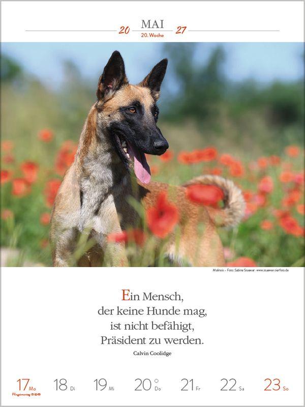 Beispielinhalt (Bild) Literaturkalender Hunde 2027