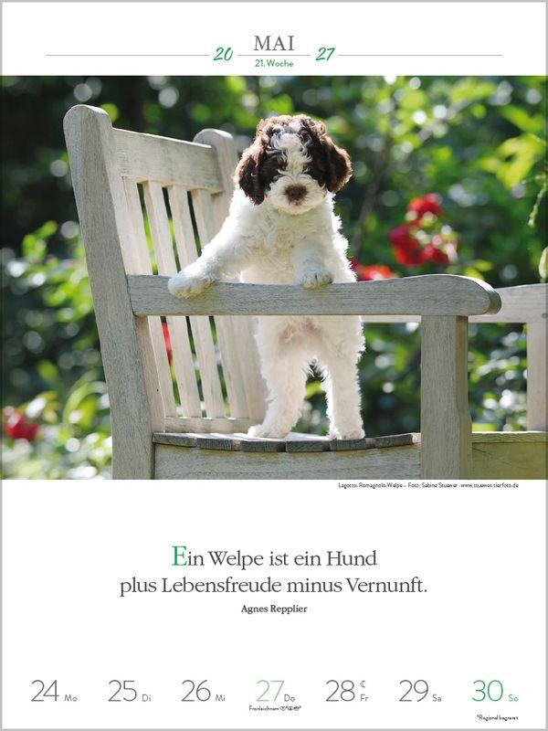 Beispielinhalt (Bild) Literaturkalender Hunde 2027