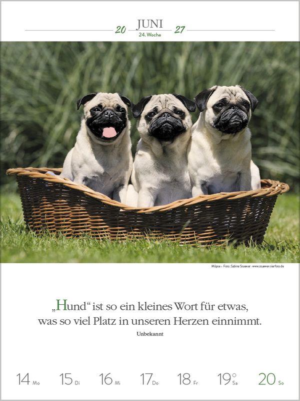 Beispielinhalt (Bild) Literaturkalender Hunde 2027