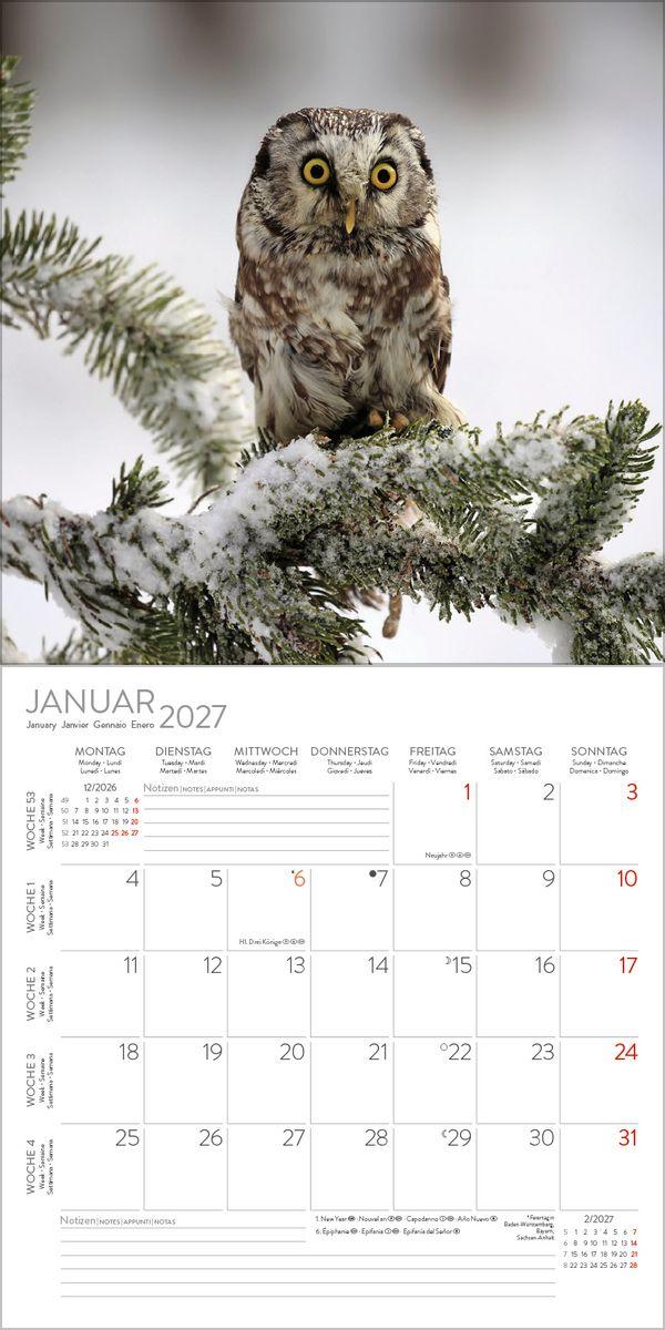 Beispielinhalt (Bild) Eulen 2027