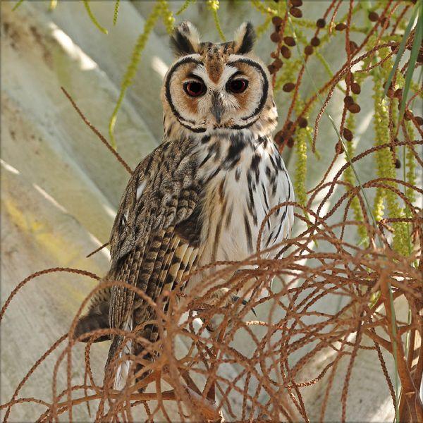 Beispielinhalt (Bild) Eulen 2027