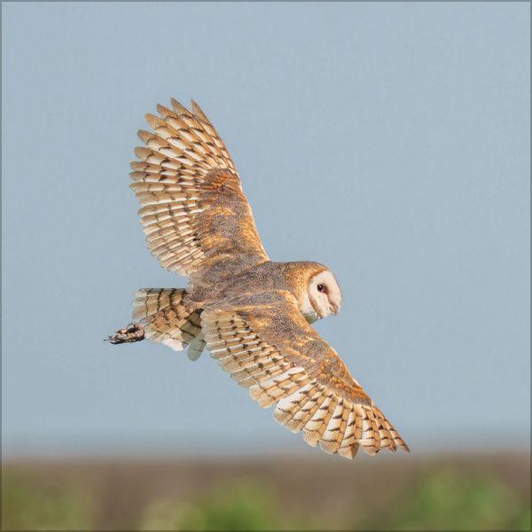 Beispielinhalt (Bild) Eulen 2027