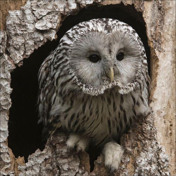 Beispielinhalt (Bild) Eulen 2027