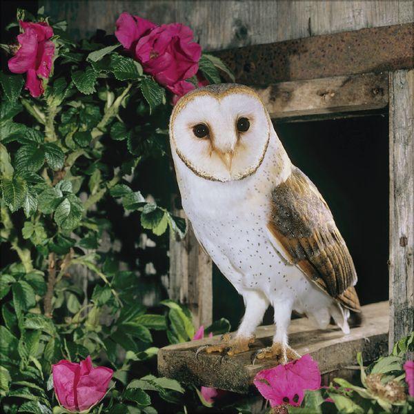 Beispielinhalt (Bild) Eulen 2027