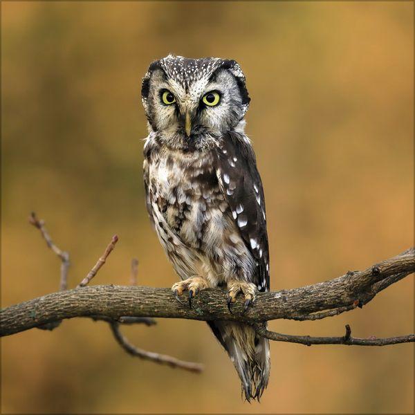 Beispielinhalt (Bild) Eulen 2027