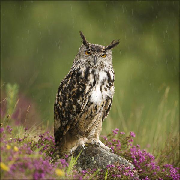 Beispielinhalt (Bild) Eulen 2027