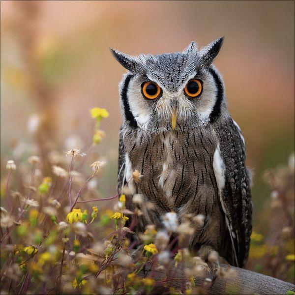 Beispielinhalt (Bild) Eulen 2027