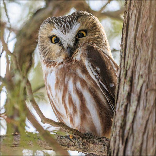 Beispielinhalt (Bild) Eulen 2027