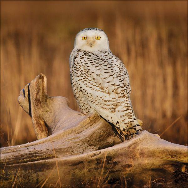 Beispielinhalt (Bild) Eulen 2027