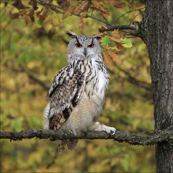 Beispielinhalt (Bild) Eulen 2027