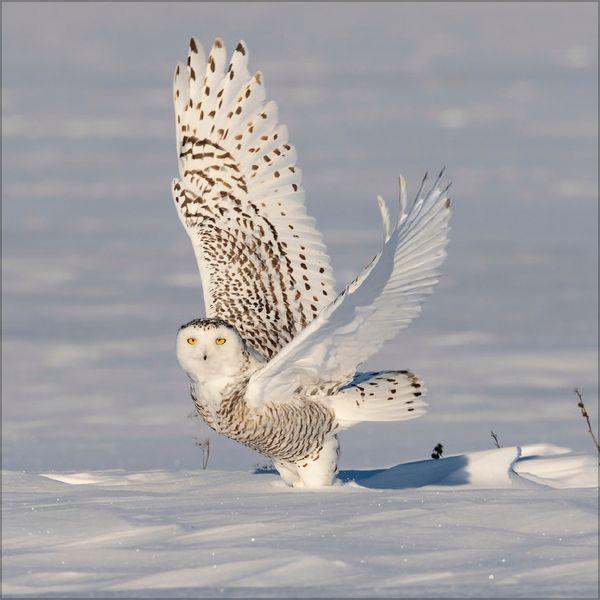 Beispielinhalt (Bild) Eulen 2027