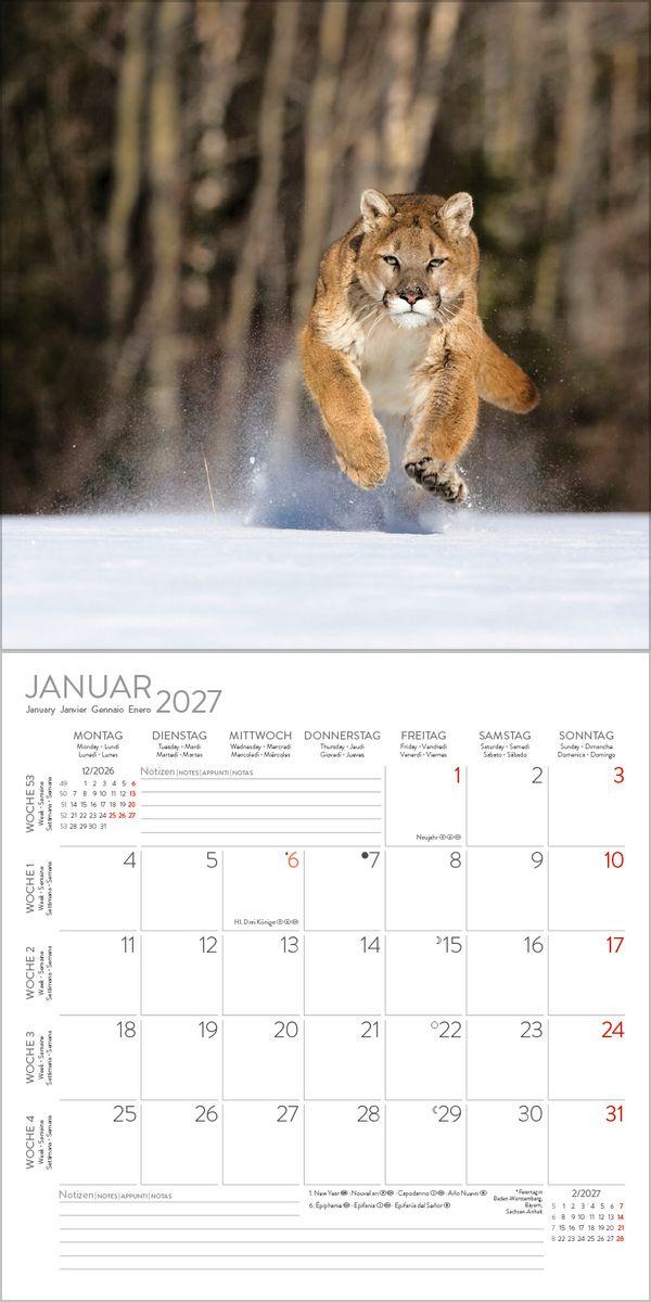 Beispielinhalt (Bild) Big Cats 2027