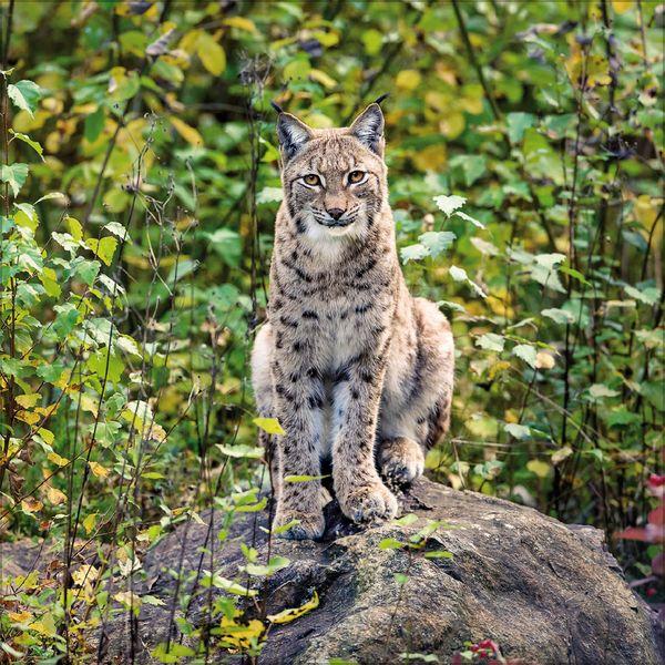 Beispielinhalt (Bild) Big Cats 2027