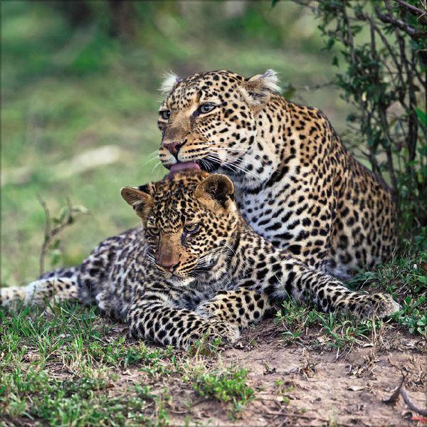 Beispielinhalt (Bild) Big Cats 2027