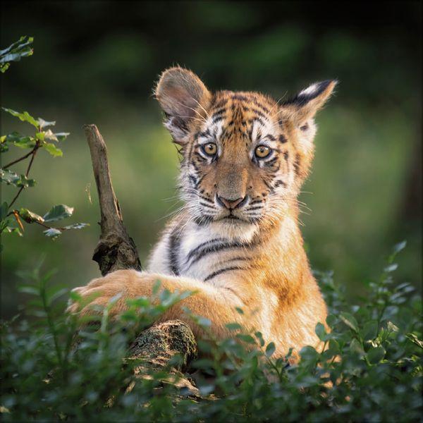 Beispielinhalt (Bild) Big Cats 2027