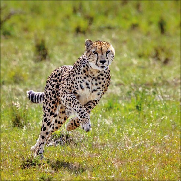 Beispielinhalt (Bild) Big Cats 2027