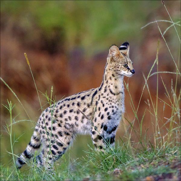 Beispielinhalt (Bild) Big Cats 2027