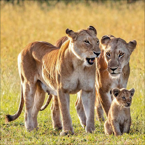 Beispielinhalt (Bild) Big Cats 2027