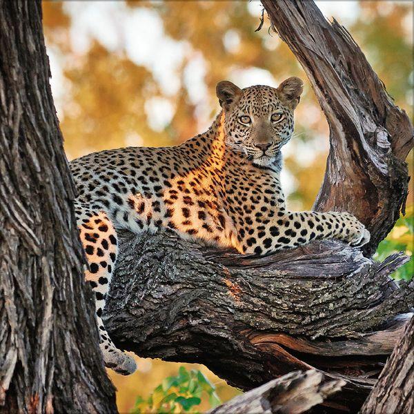 Beispielinhalt (Bild) Big Cats 2027