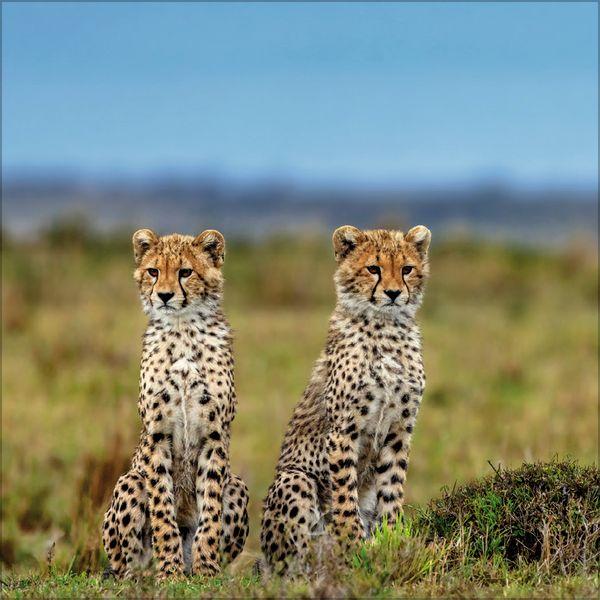 Beispielinhalt (Bild) Big Cats 2027