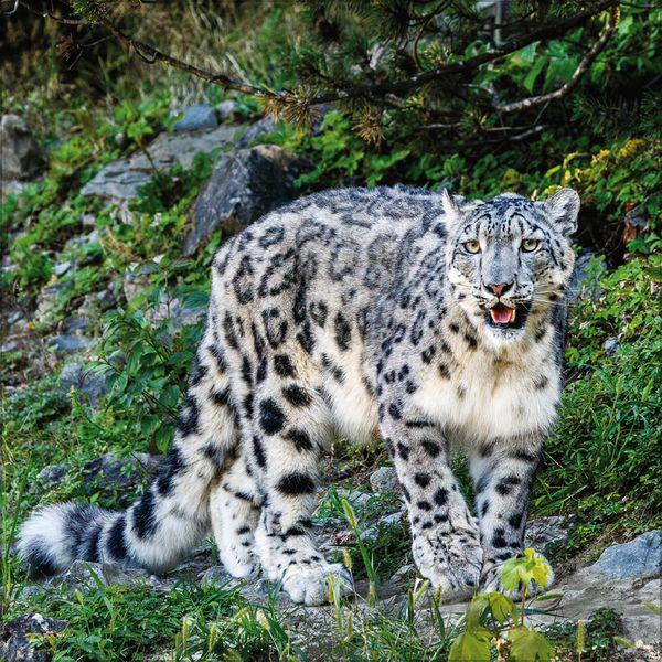 Beispielinhalt (Bild) Big Cats 2027