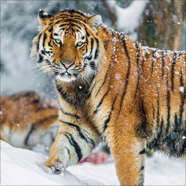 Beispielinhalt (Bild) Big Cats 2027