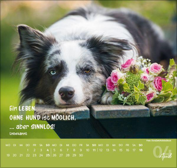 Beispielinhalt (Bild) Für Hundeliebhaber 2027