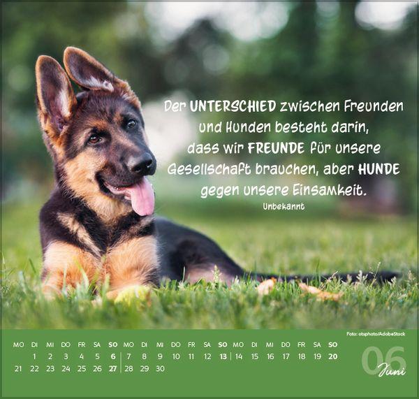 Beispielinhalt (Bild) Für Hundeliebhaber 2027