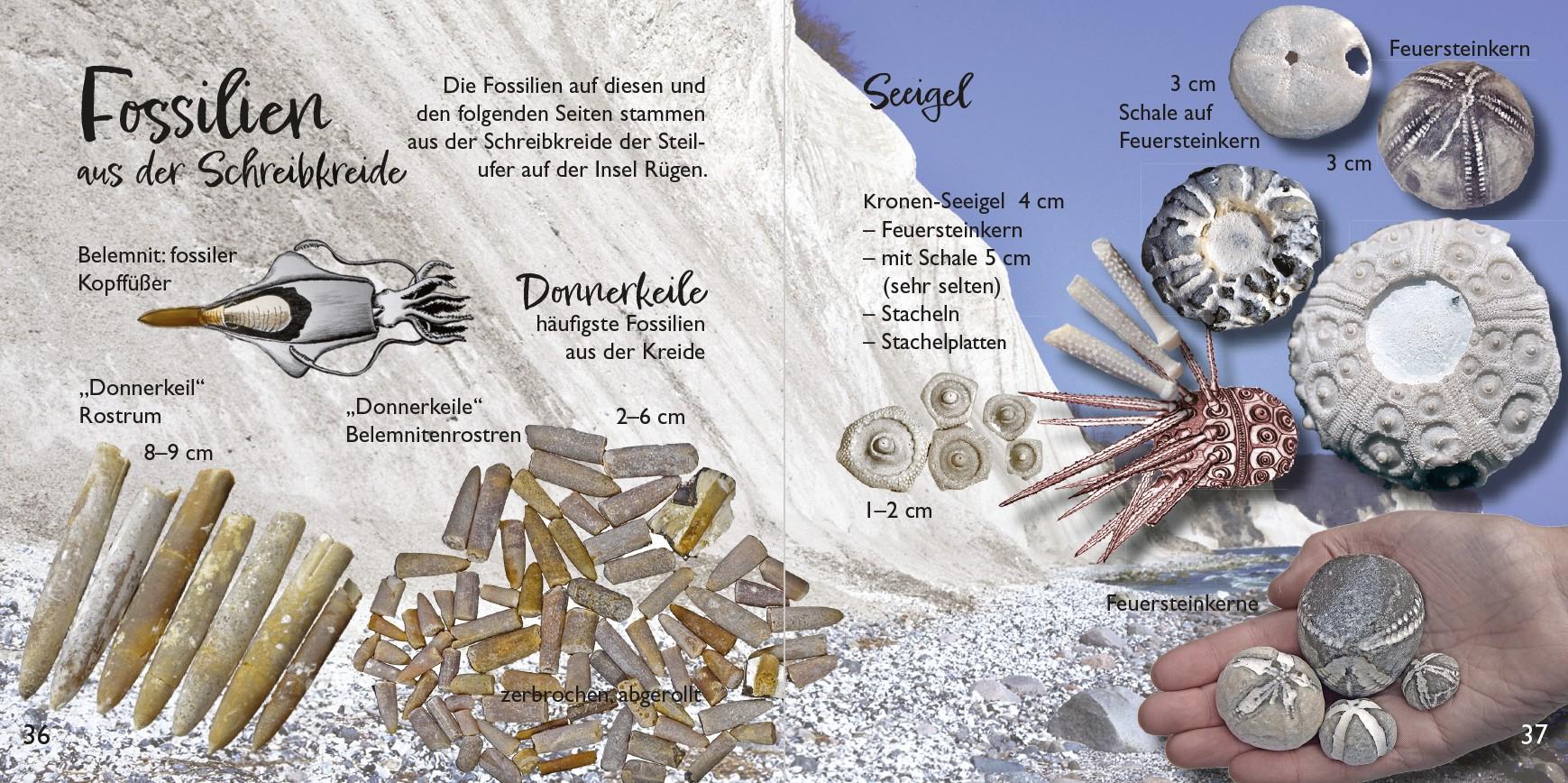 Beispielinhalt (Bild) Strandfunde am Ostseestrand