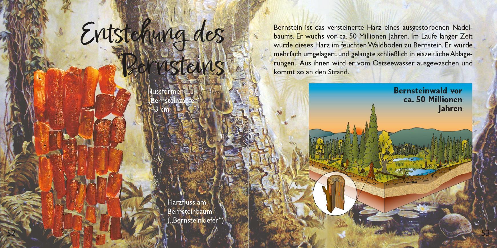 Beispielinhalt (Bild) Strandfunde am Ostseestrand