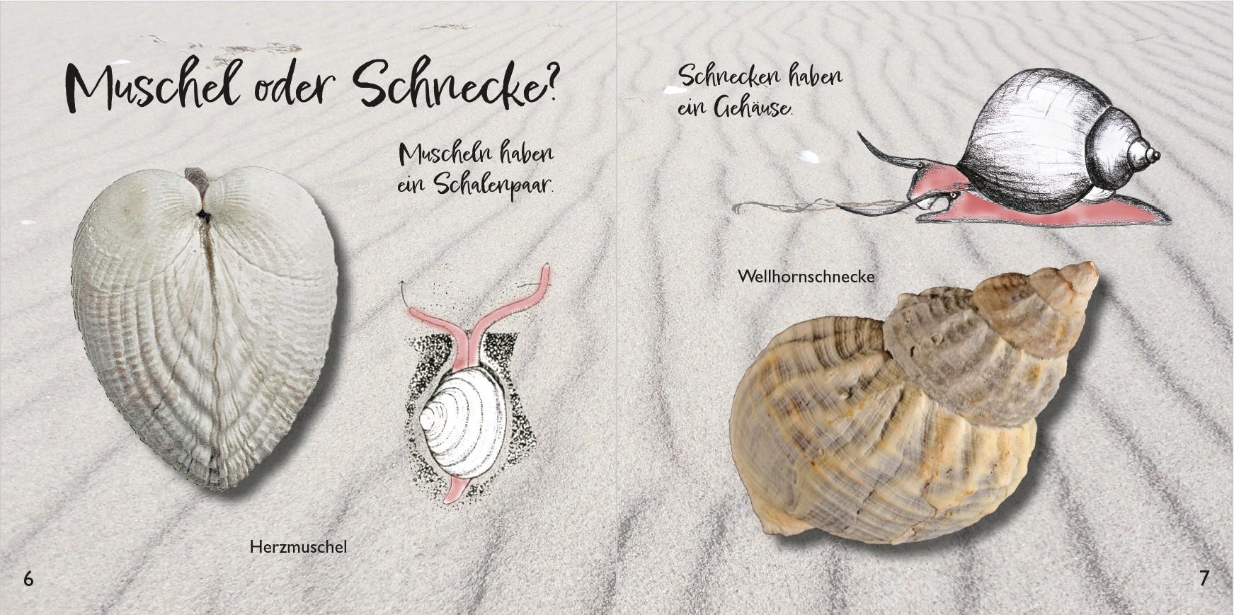 Beispielinhalt (Bild) Strandfunde am Ostseestrand