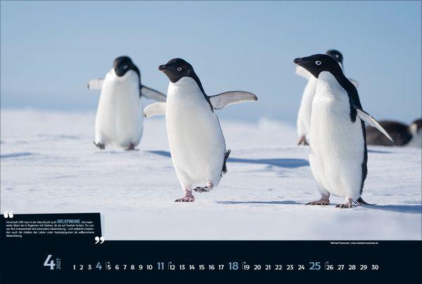 Beispielinhalt (Bild) Expedition Antarktis 2027