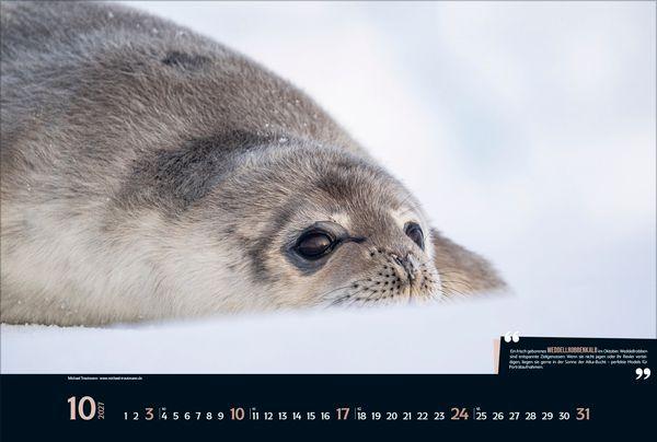 Beispielinhalt (Bild) Expedition Antarktis 2027