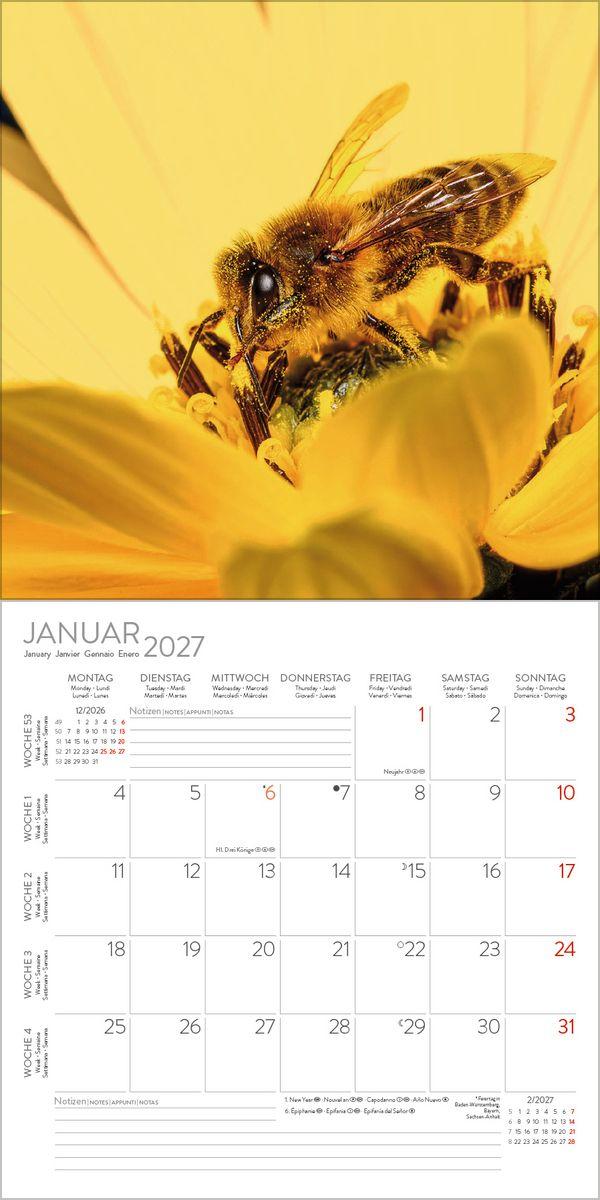 Beispielinhalt (Bild) Bienen 2027