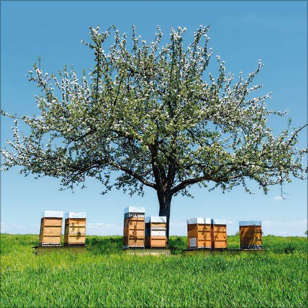 Beispielinhalt (Bild) Bienen 2027