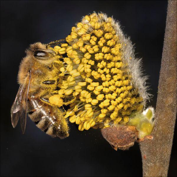 Beispielinhalt (Bild) Bienen 2027