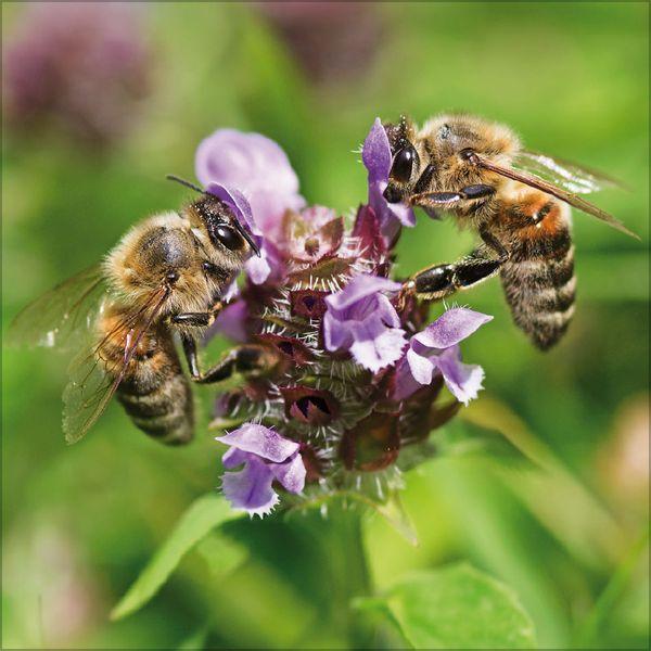 Beispielinhalt (Bild) Bienen 2027