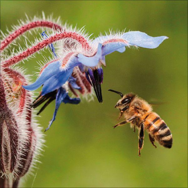 Beispielinhalt (Bild) Bienen 2027