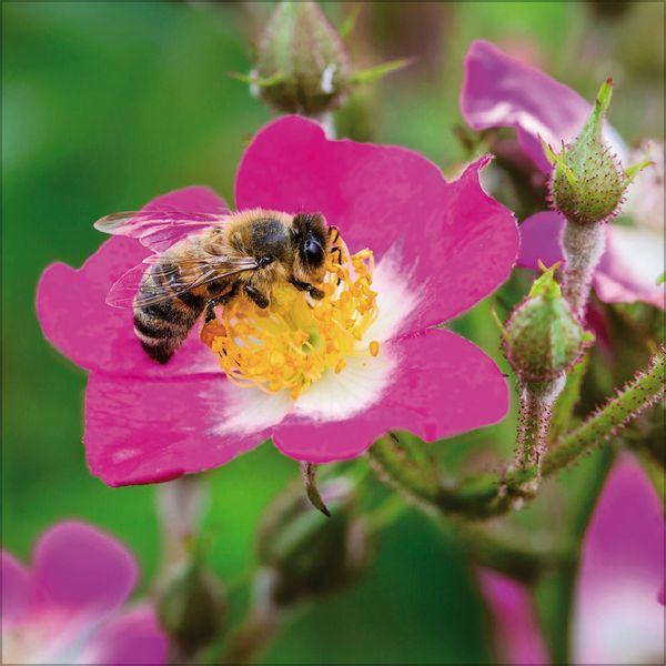 Beispielinhalt (Bild) Bienen 2027