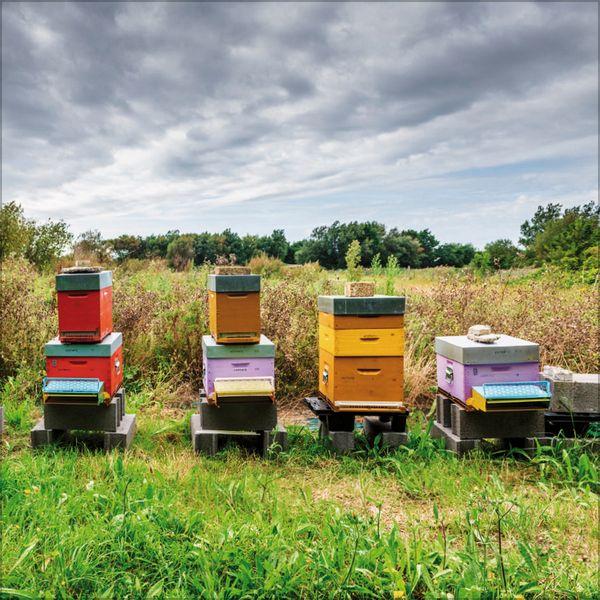 Beispielinhalt (Bild) Bienen 2027