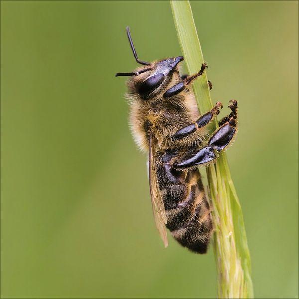 Beispielinhalt (Bild) Bienen 2027