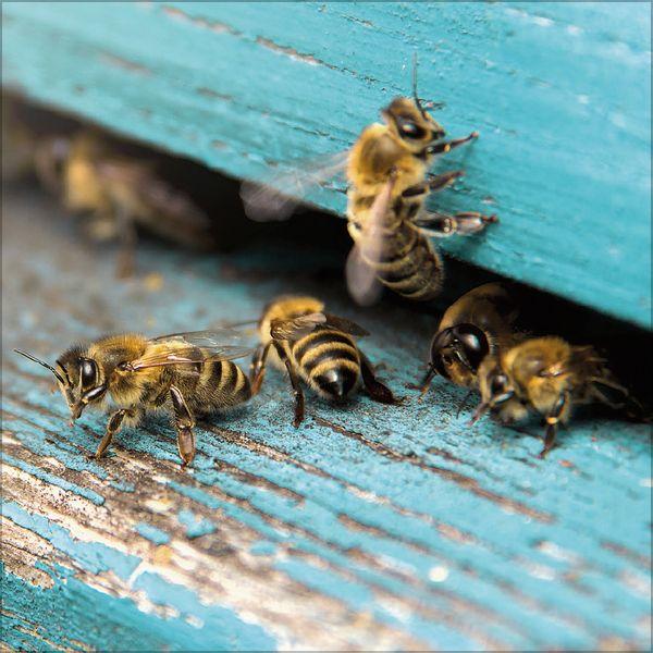 Beispielinhalt (Bild) Bienen 2027