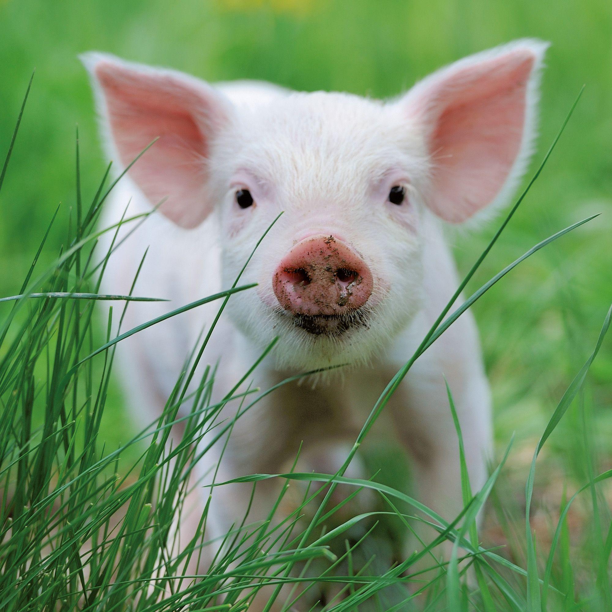 Beispielinhalt (Bild) Schweinchen / Piggies 2027